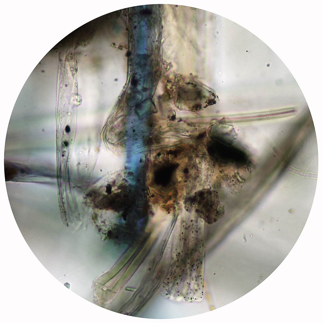 Sean Miller, Microscopy of Dust Sample Collected from Hamburger Bahnhof, Berlin, Germany.