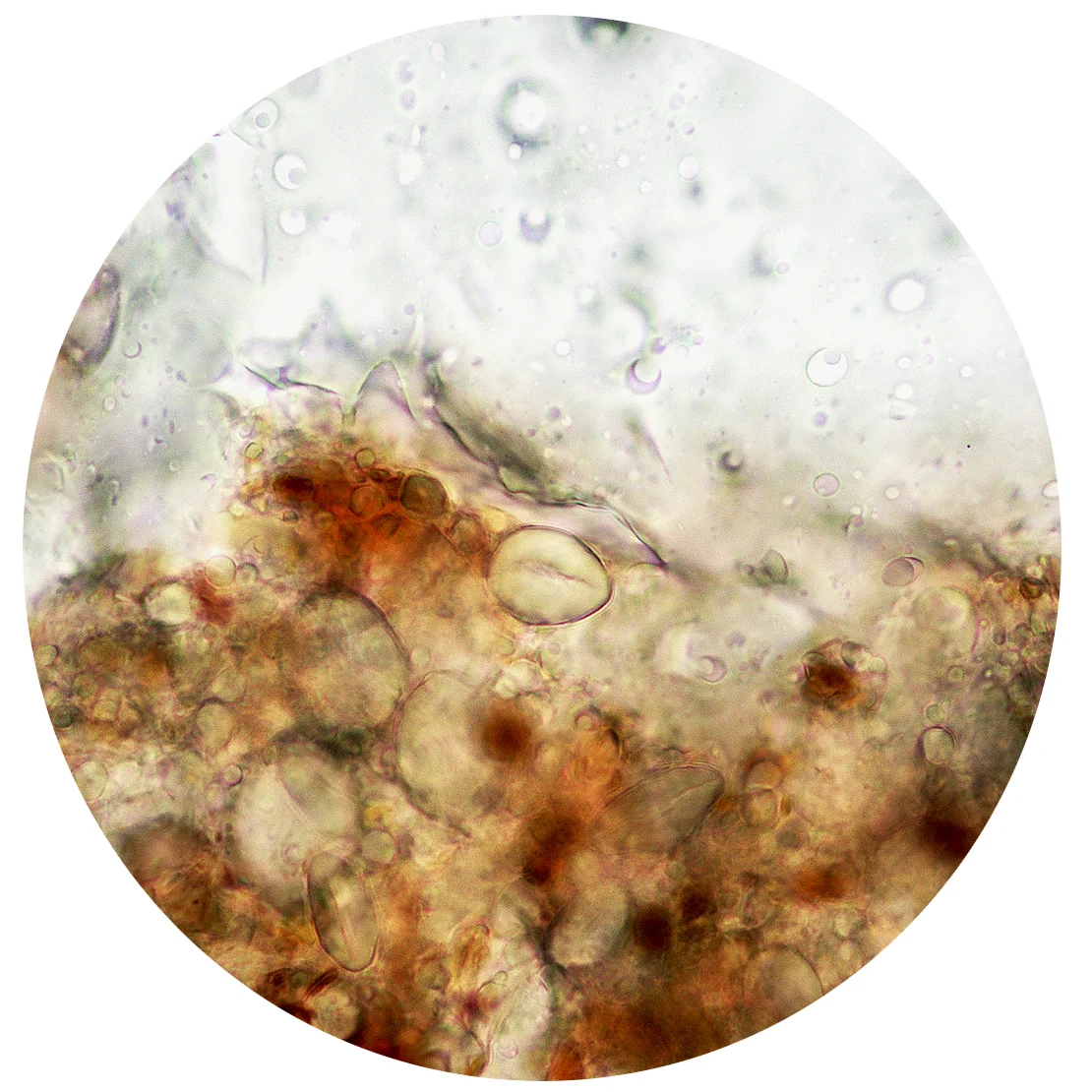 Sean Miller, Microscopy of Dust Sample Collected from National Museum of Modern and Contemporary Art, Seoul, Korea.