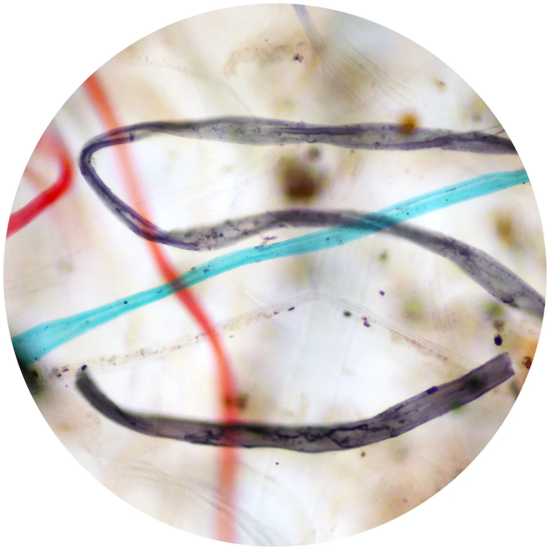 Sean Miller, Microscopy of Dust Sample Collected from Salvador Dali Museum, St. Petersburg, Florida.