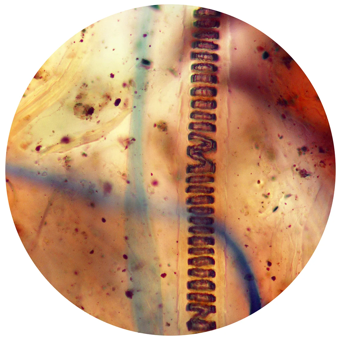 Sean Miller, Microscopy of Dust Sample Collected from Indianapolis Museum of Art, Indianapolis, Indiana.