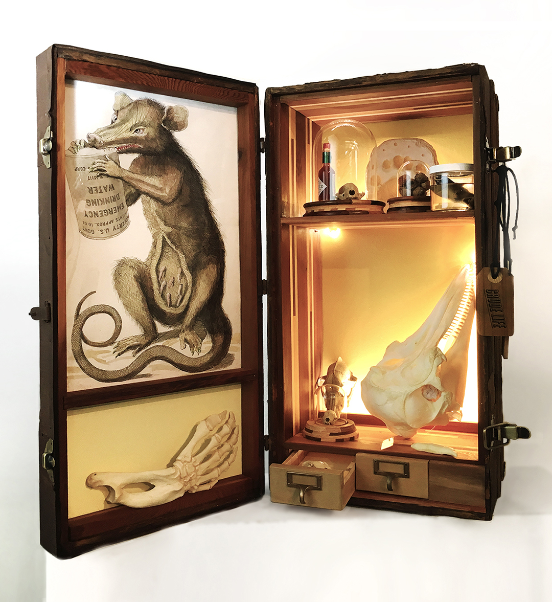 Crude Life Portable Biodiversity Museum for the Gulf of Mexico (Mammal Gallery), Sean Miller in collaboration with Brandon Ballengée, 2017