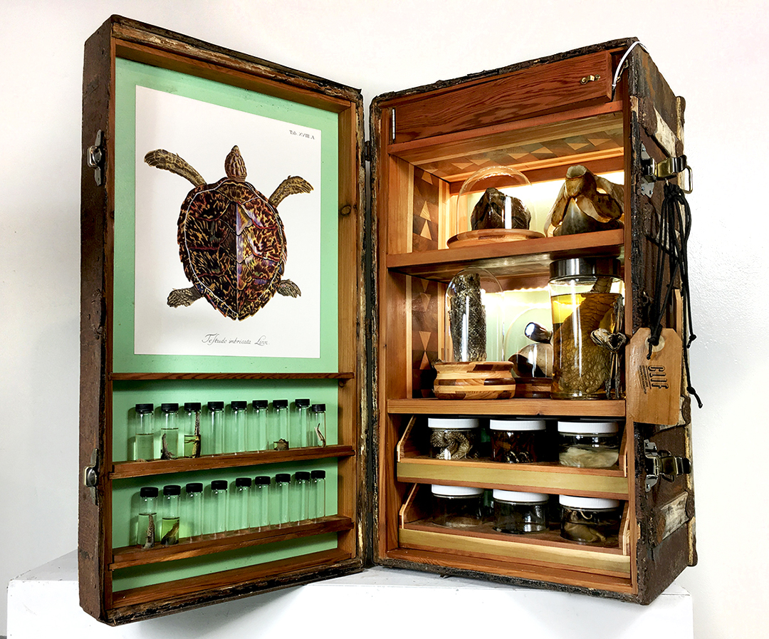 Crude Life Portable Biodiversity Museum for the Gulf of Mexico (Reptile Gallery), Sean Miller in collaboration with Brandon Ballengee, 2017
