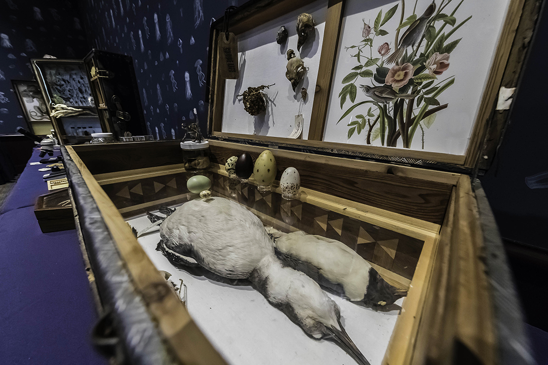 Crude Life Portable Biodiversity Museum for the Gulf of Mexico (Ornithology Gallery detail), Sean Miller in collaboration with Brandon Ballengée, 2017.