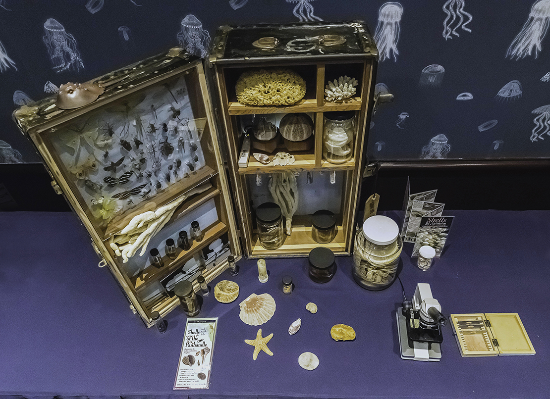 Crude Life Portable Biodiversity Museum for the Gulf of Mexico (Invertebrate Gallery), Sean Miller in collaboration with Brandon Ballengee , 2016 