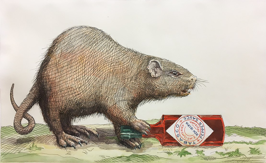 Sean Miller, Nutria with Tabasco Bottle, Ink and watercolor with water gathered from Hurricane Irma, 2017.