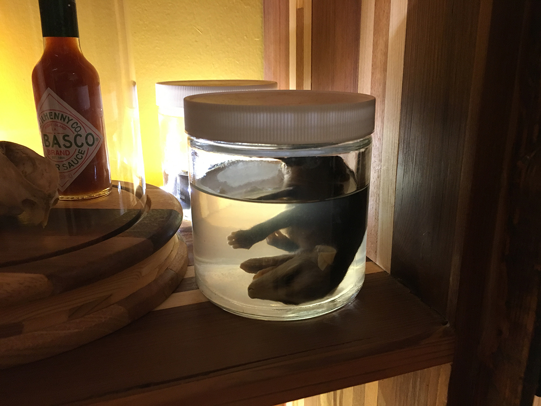 Crude Life Portable Biodiversity Museum for the Gulf of Mexico (Mammal Gallery detail), Sean Miller in collaboration with Brandon Ballengée, 2017