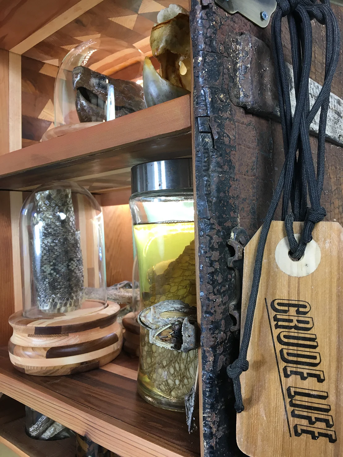 Crude Life Portable Biodiversity Museum for the Gulf of Mexico (Reptile Gallery detail), Sean Miller in collaboration with Brandon Ballengee, 2017