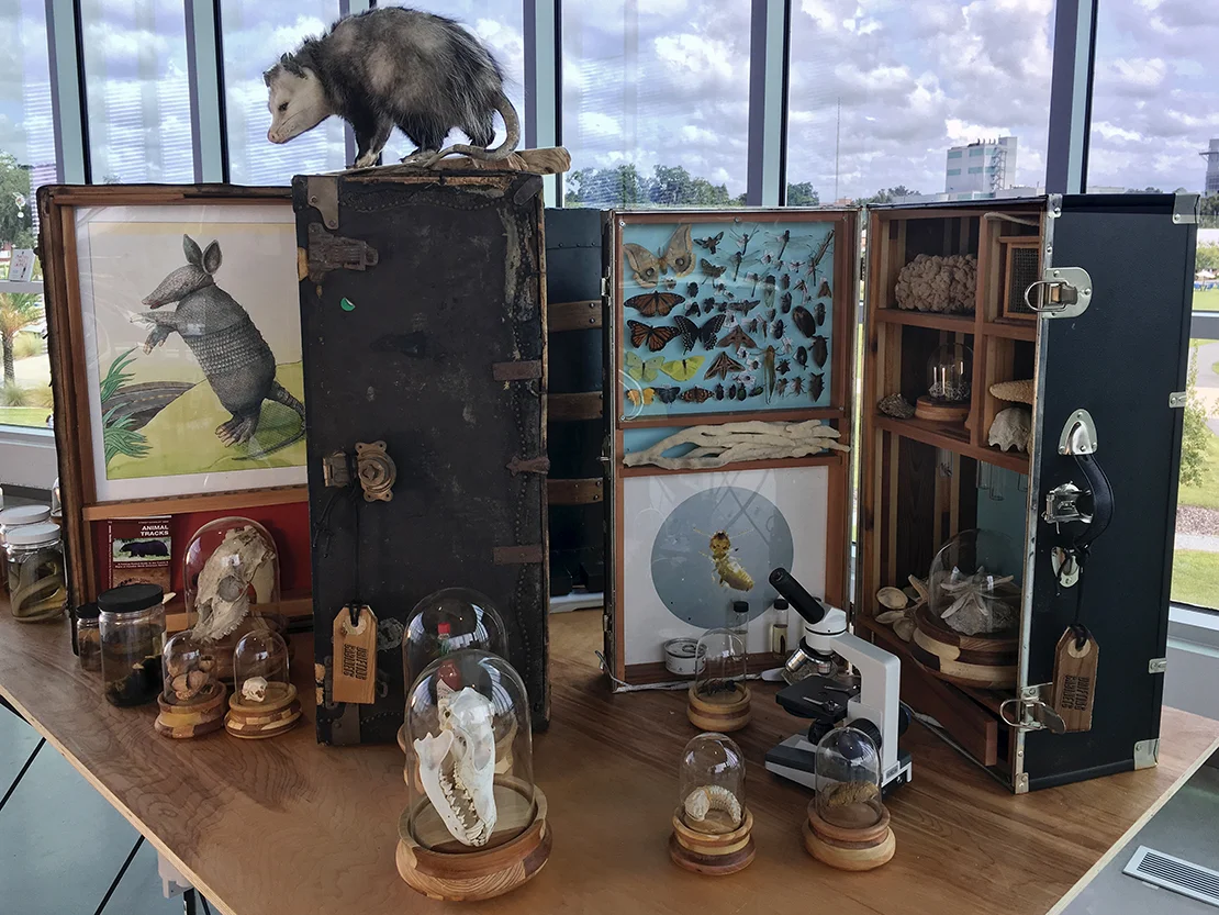Drifting Cabinets: A Curious Portable Collection of Gulf Biodiversity, 2019.