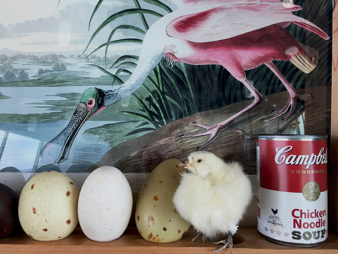 Drifting Cabinets: A Curious Portable Collection of Gulf Biodiversity, 2019.
