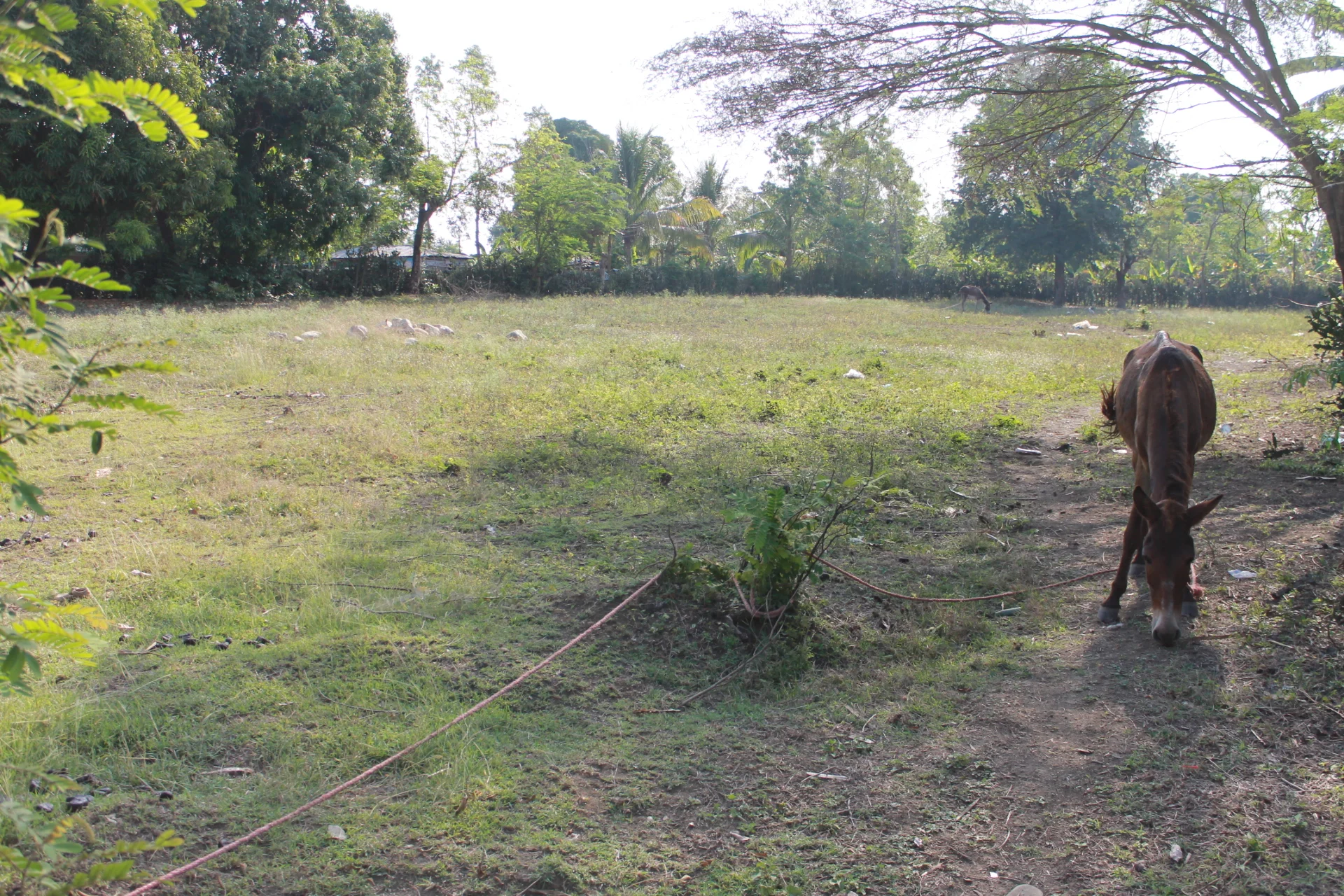 KOREKETHO_reforestation1.png