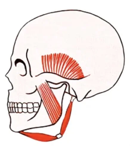 Muscles masticateurs et ATM