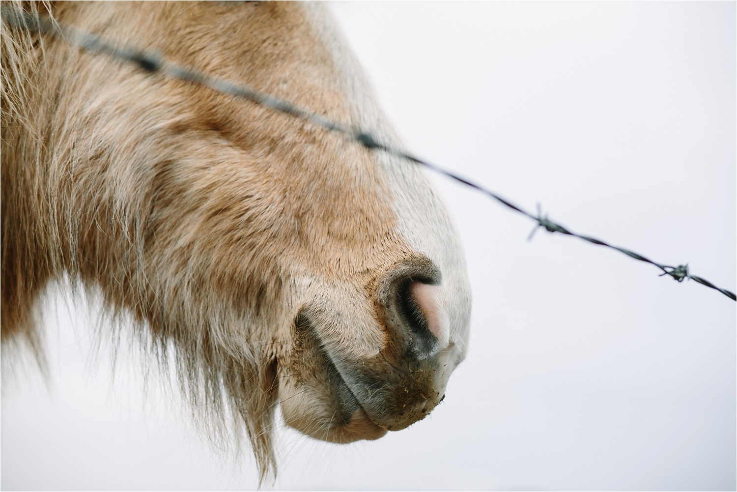 Cute / muddy horsie.