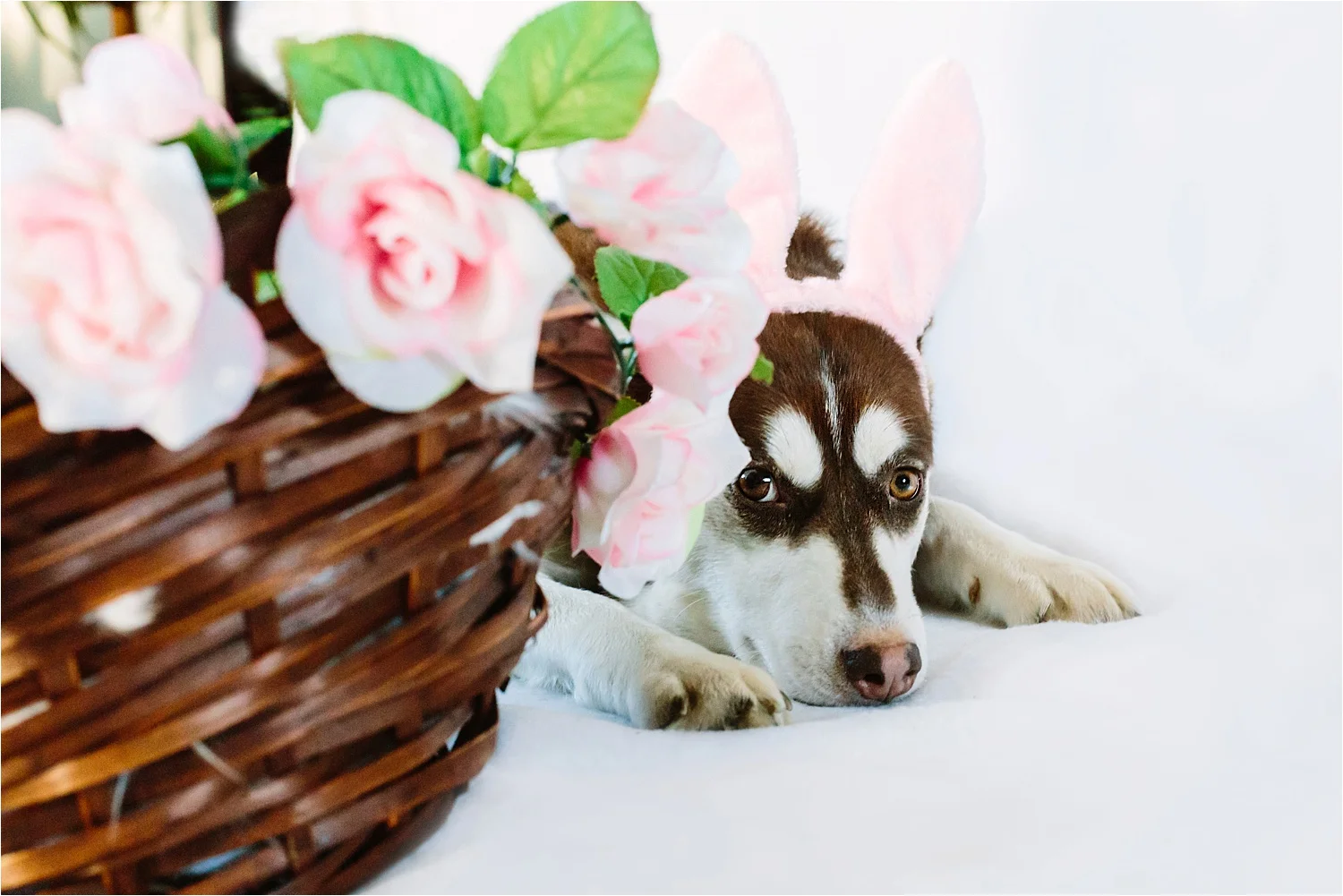  (Mama Kloie hiding from the paparazzi and her ever-hungry pups!)