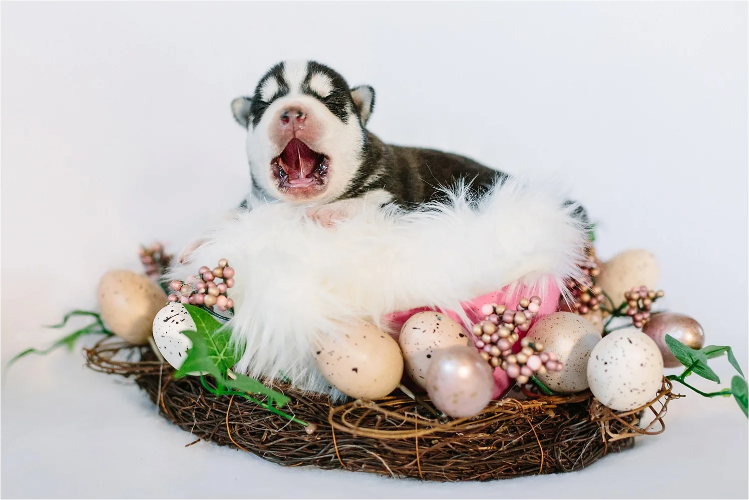 (QUEEN of the MOUNTAIN, or fluffy Easter basket)