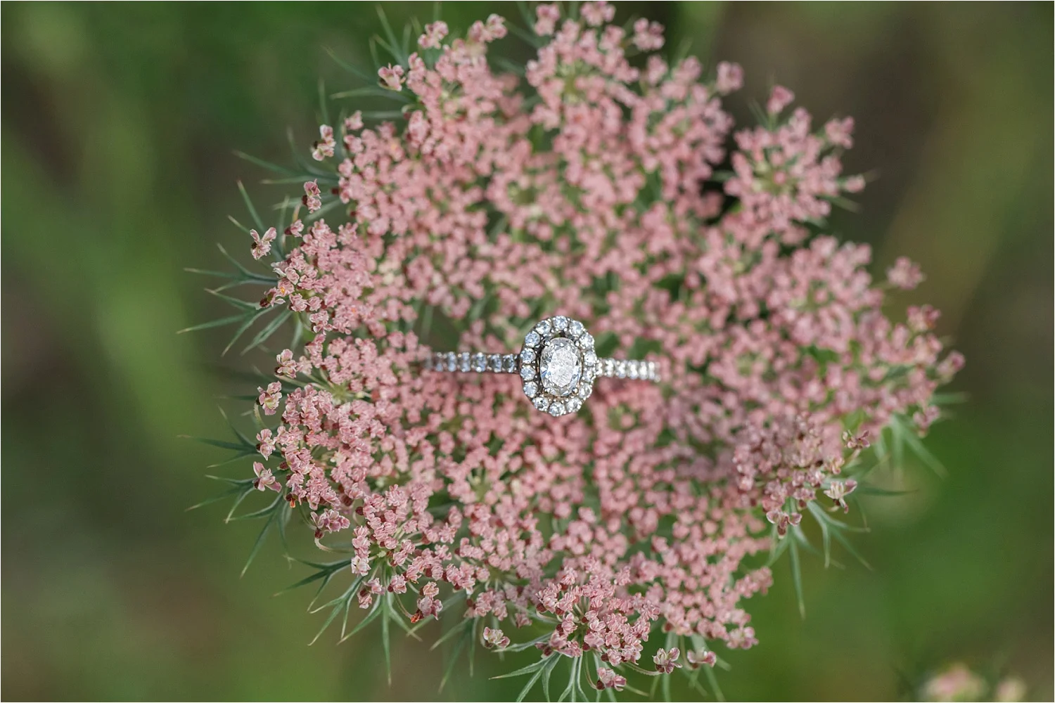 2019-08-05_0019.jpg lily pond engagement session in july 2019 at mill creek park