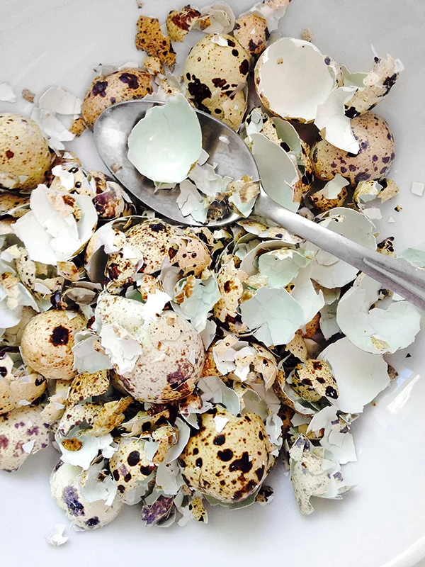 quaileggs.jpg