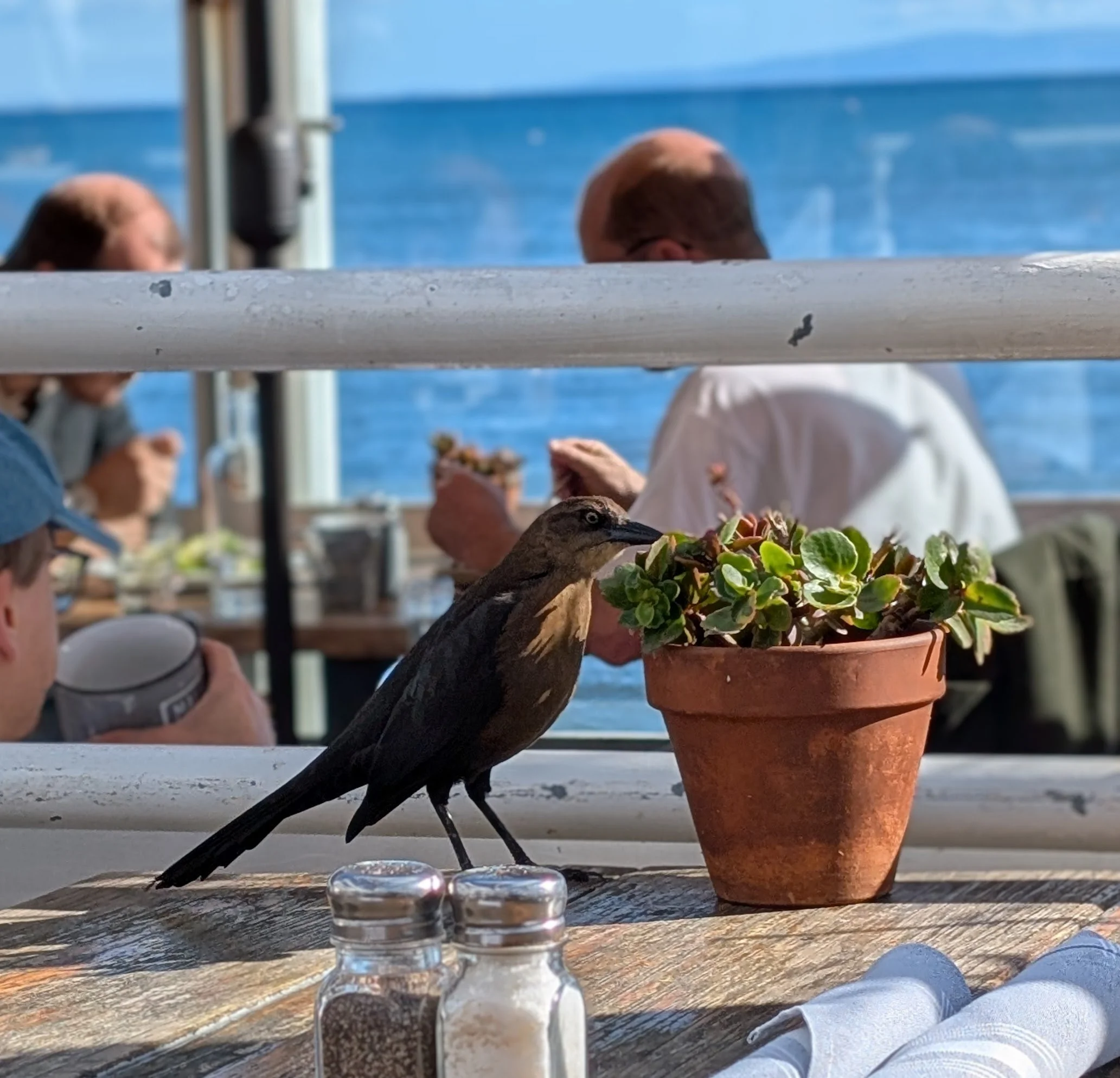 Lunch with a Grackle