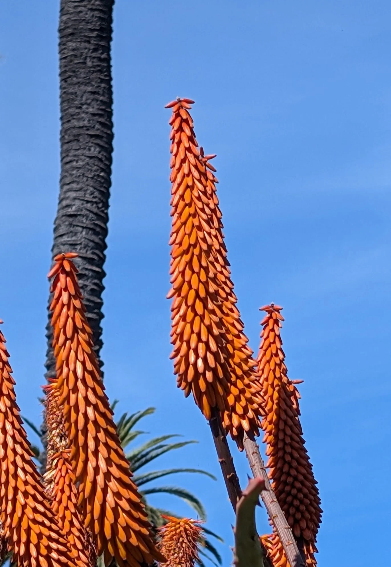 Aloe Arborescens