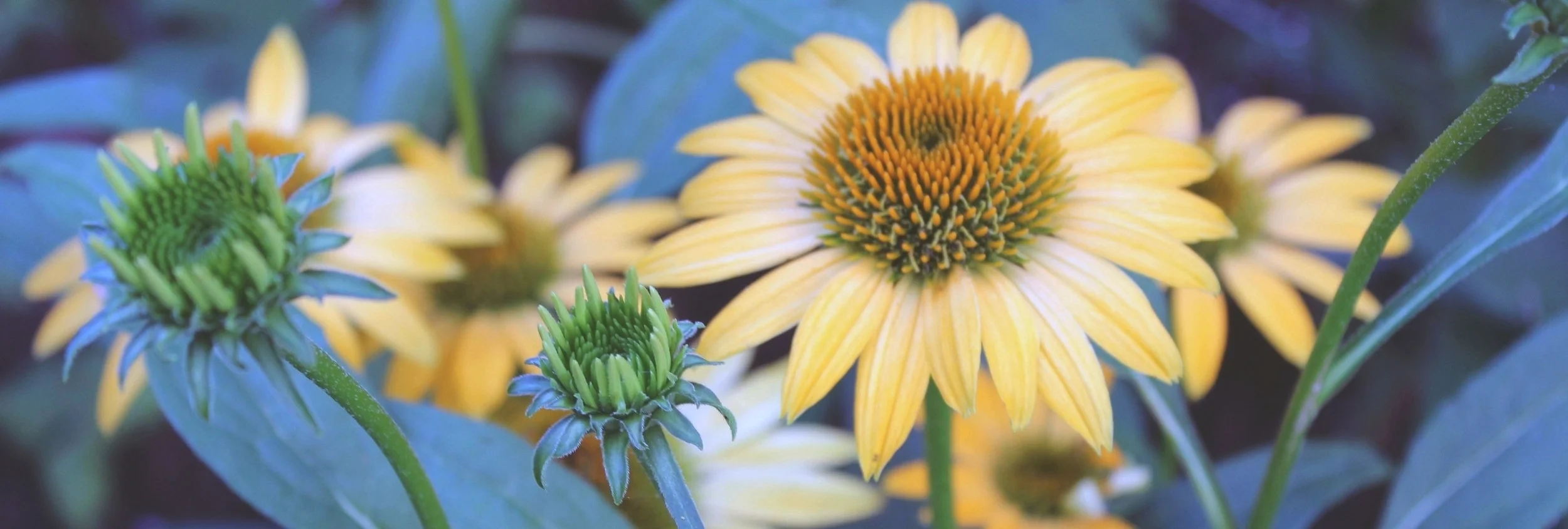 sunflowers(70%).jpg