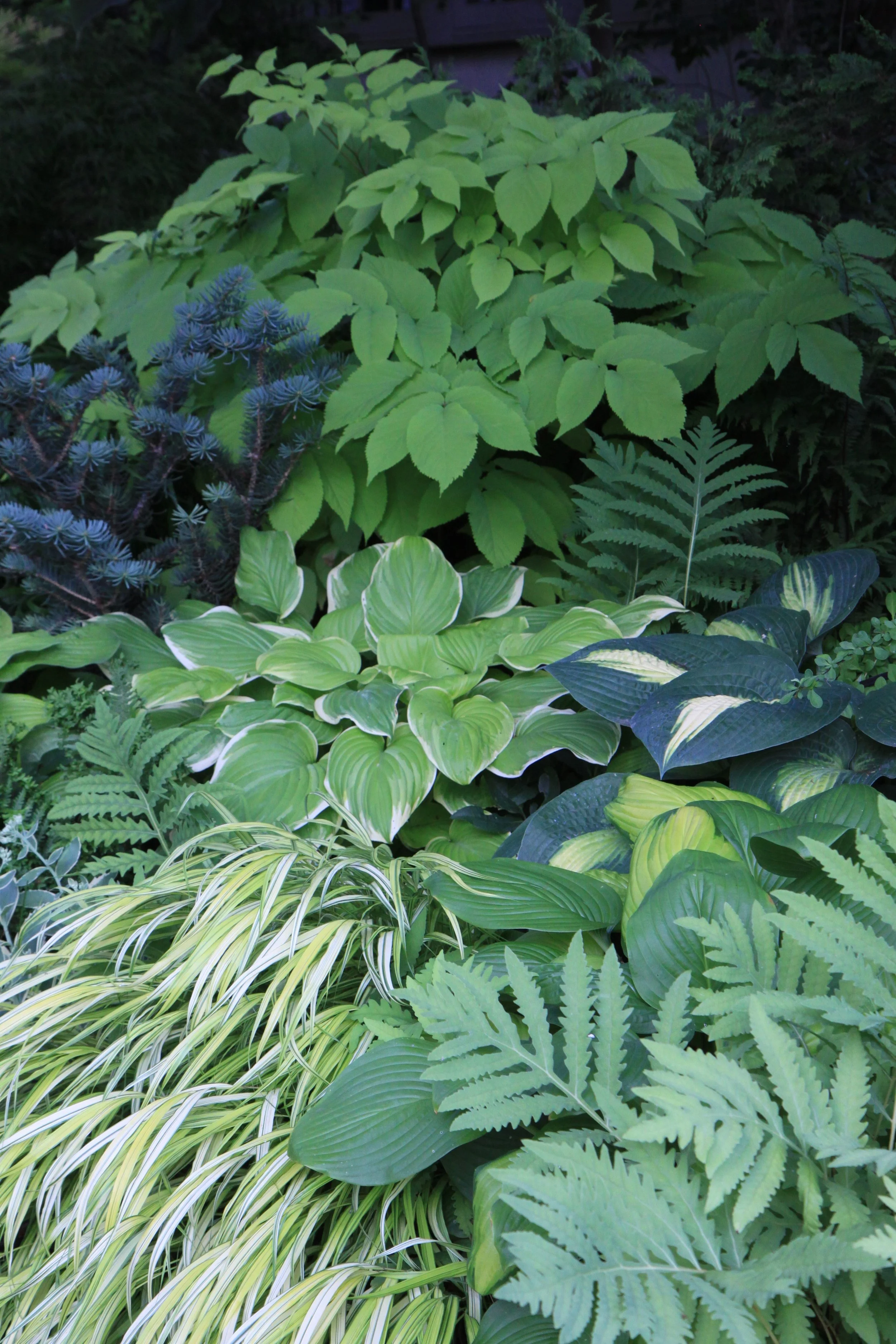 2020 Luly late. Mary's garden and assorted 027.jpeg