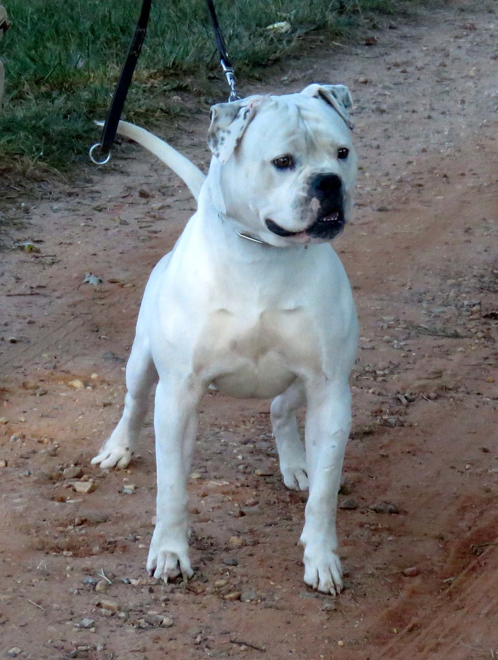 American Bulldog Studs — Gunslinger Kennels