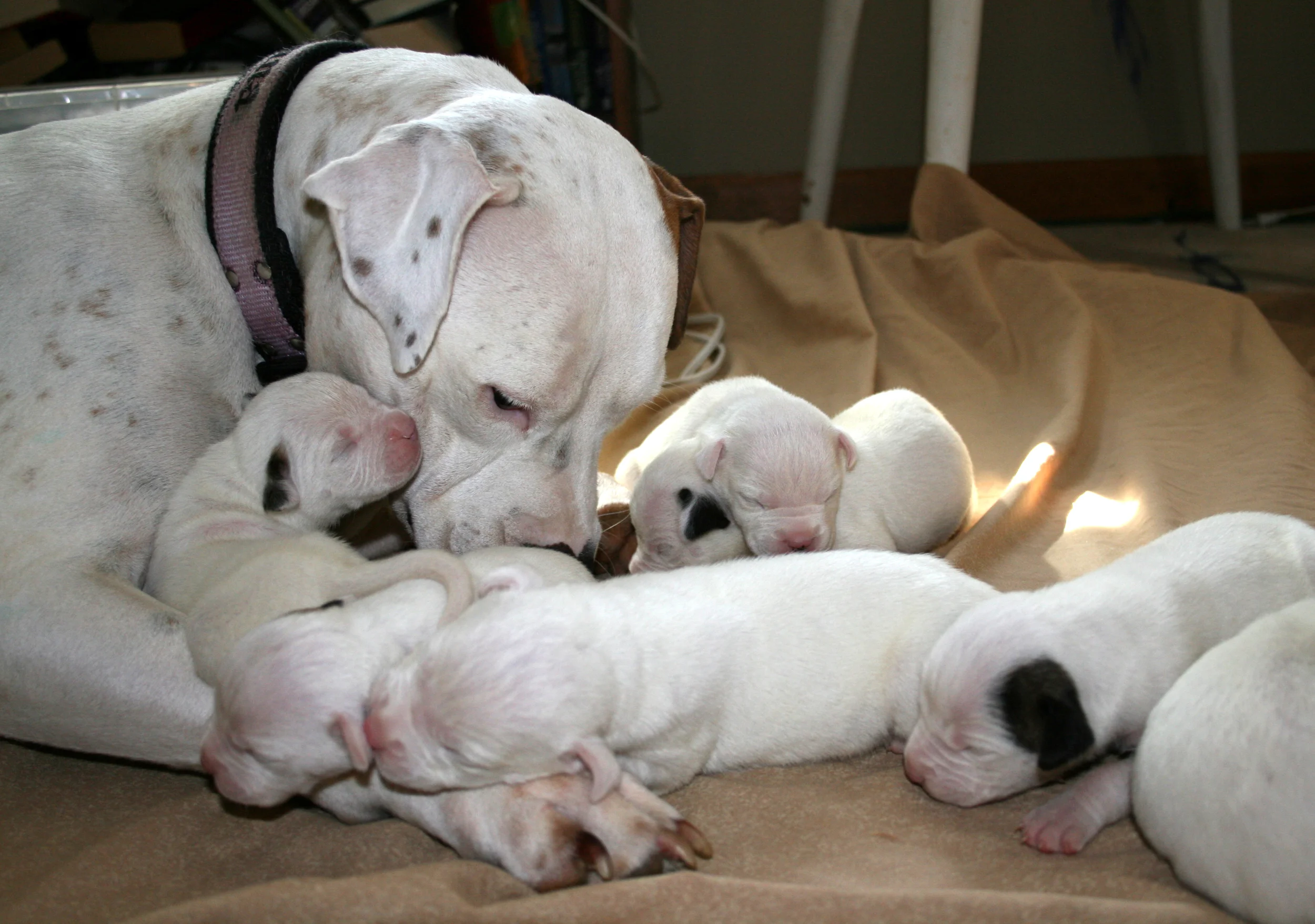 zanna and pups.jpg