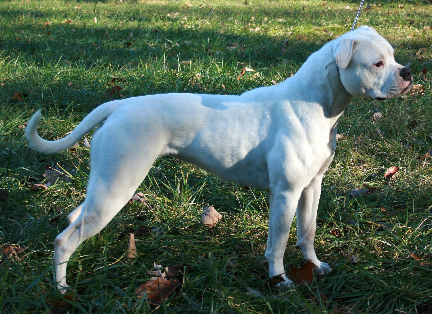 American Bulldog Studs — Gunslinger Kennels