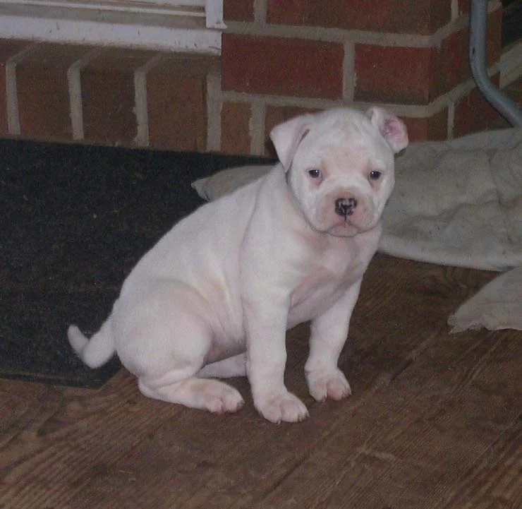 Punkin 6 weeks.jpg