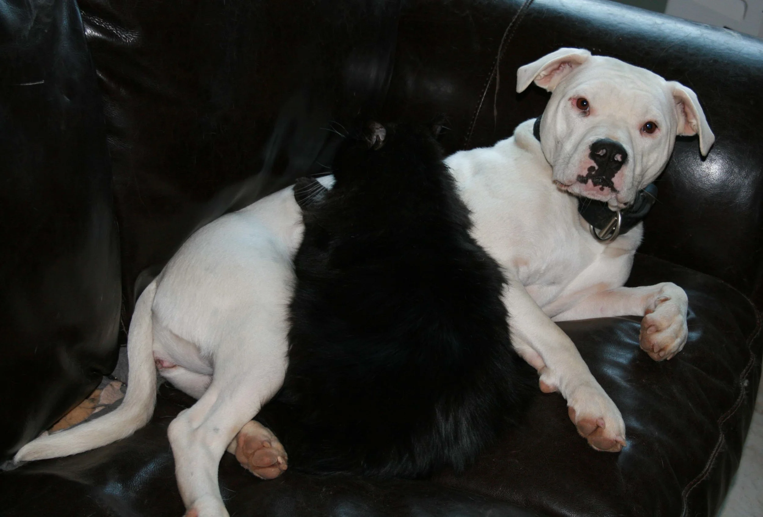 lily and sputie cat.jpg