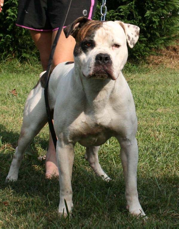 American Bulldog Studs — Gunslinger Kennels