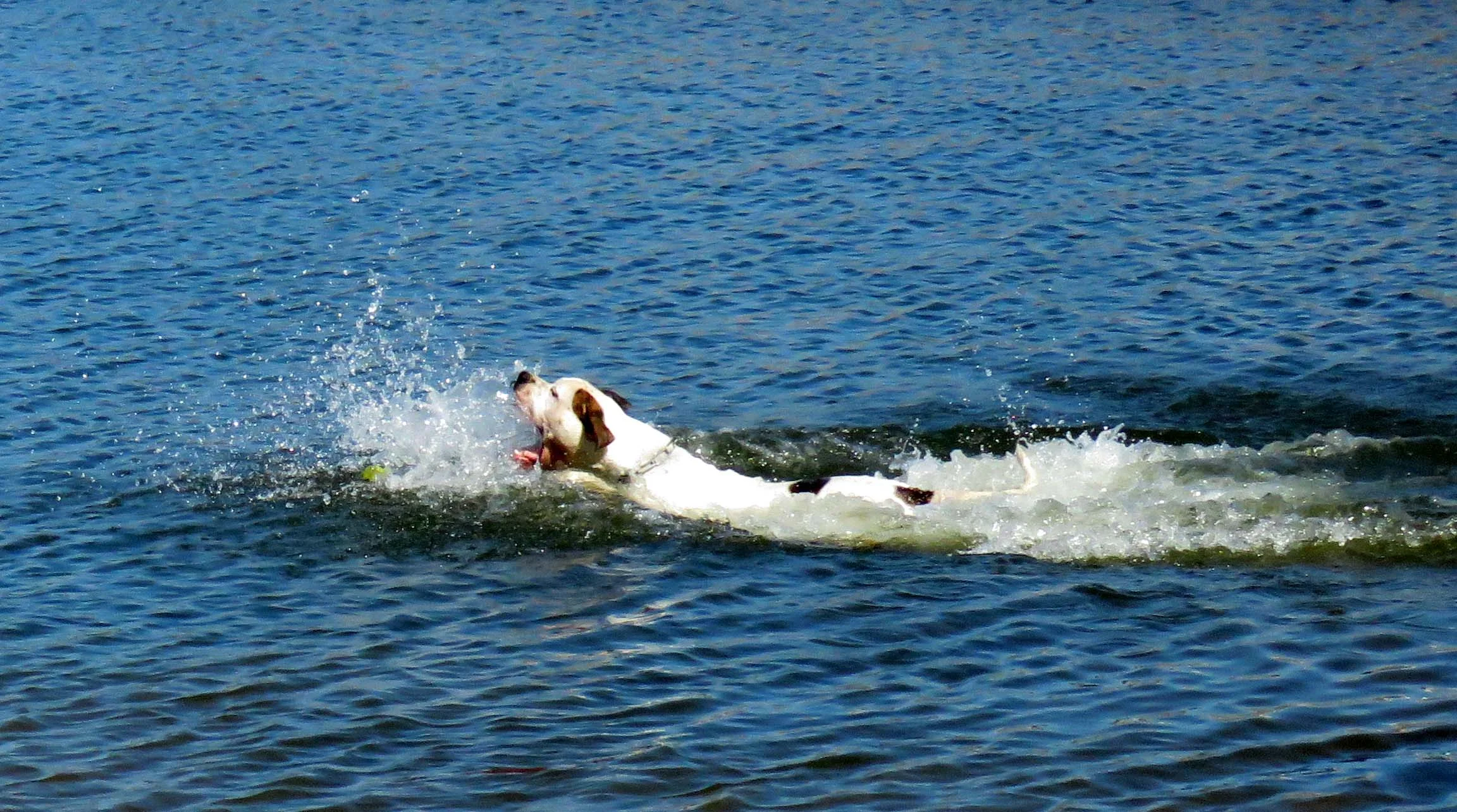 swim gator.jpg