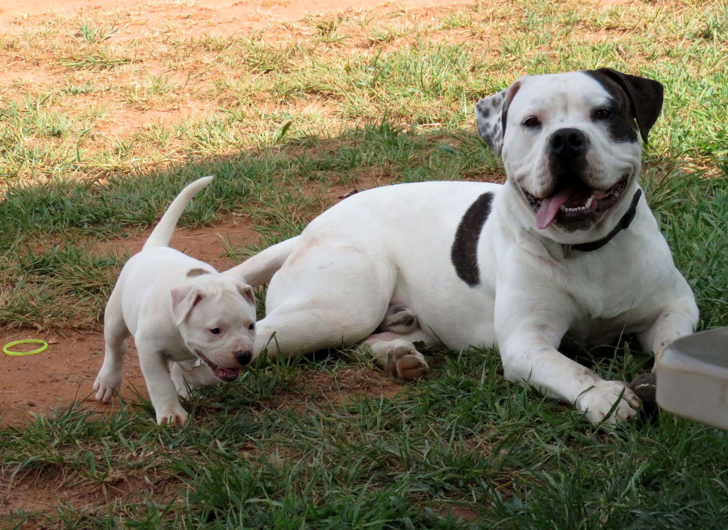 American Bulldog Studs — Gunslinger Kennels