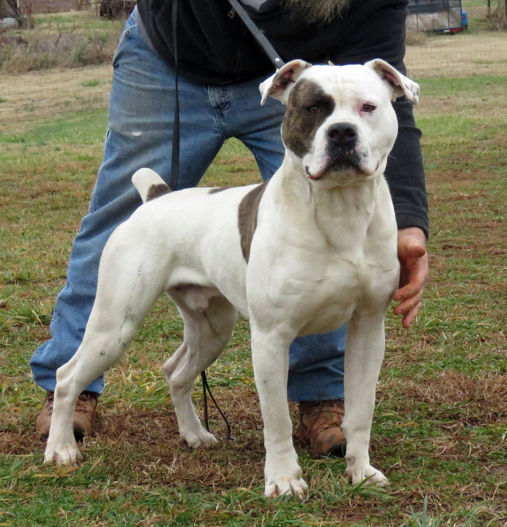 American Bulldog Studs — Gunslinger Kennels