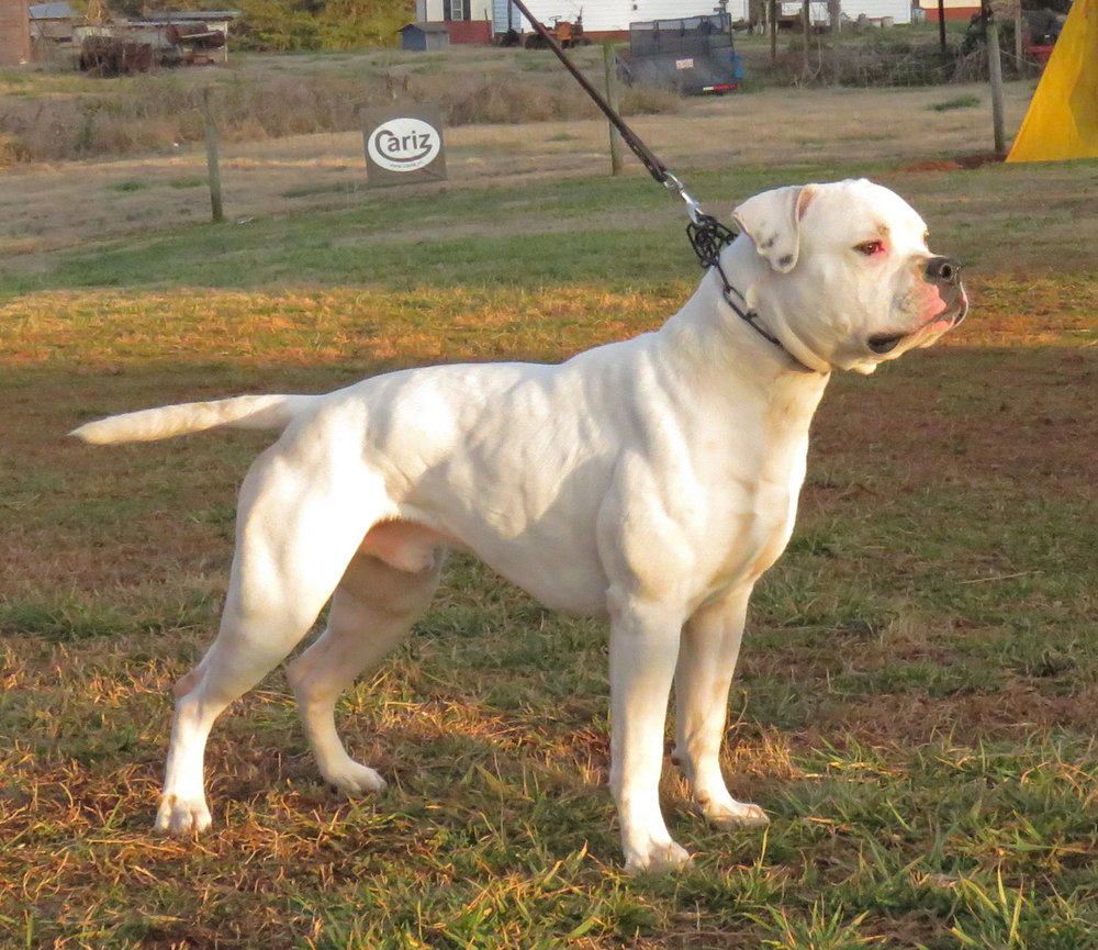 American Bulldog Studs — Gunslinger Kennels