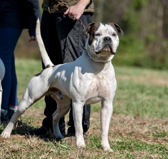 American Bulldog Studs — Gunslinger Kennels