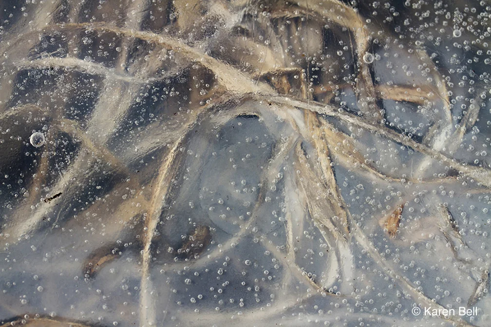 Frozen Reeds by Karen Bell