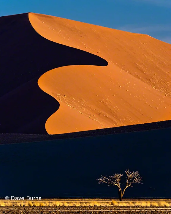 "Dune and Tree at Sunset" Namibia by Dave Burns