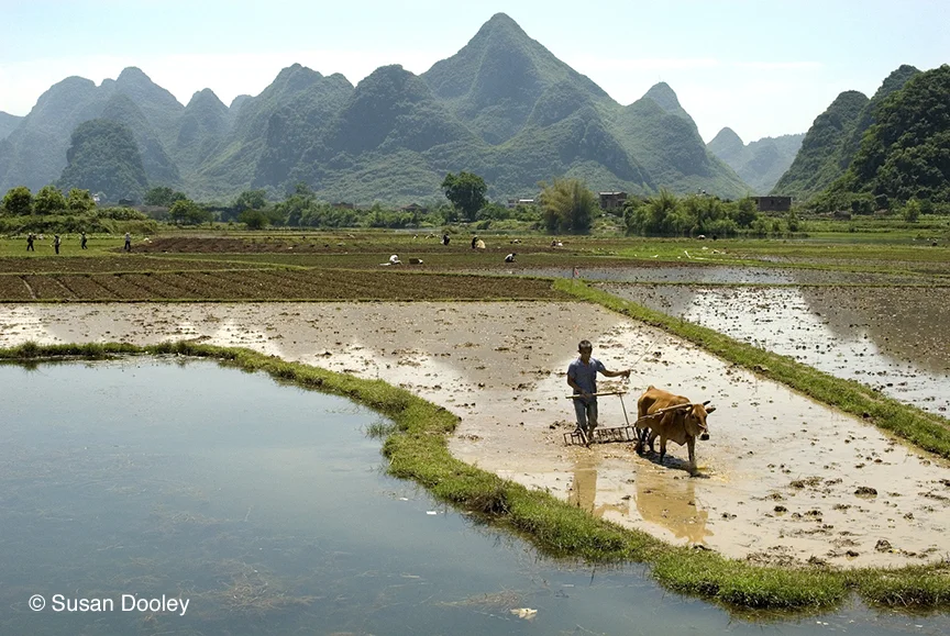 "Rice Fields Near Dragon Bridge" China by Susan Dooley