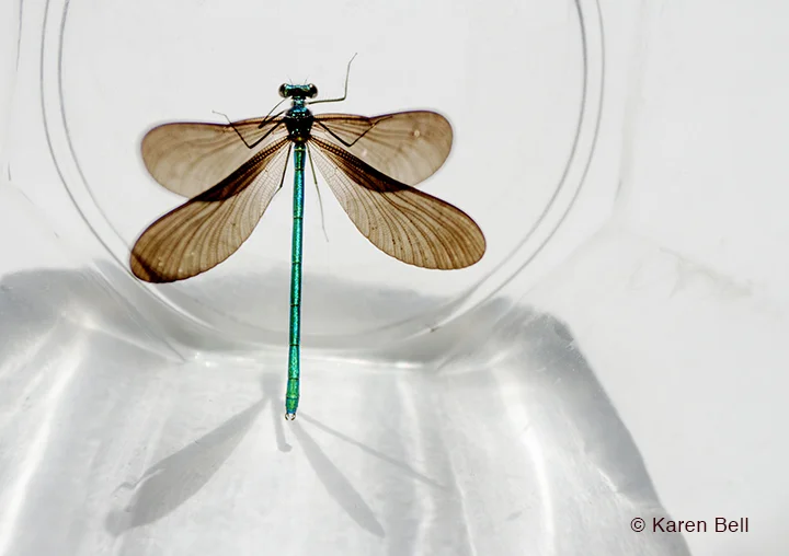 "Damselfly" by Karen Bell