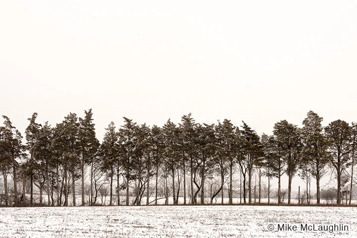 "Tree Line" by Mike McLaughlin