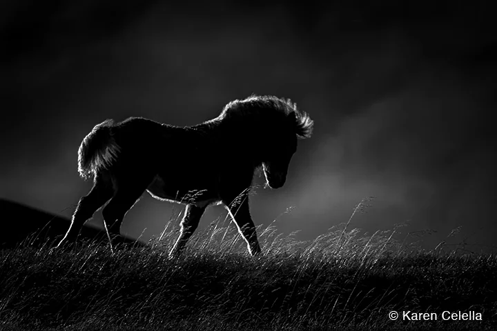 "Backlit Pony" by Karen Celella