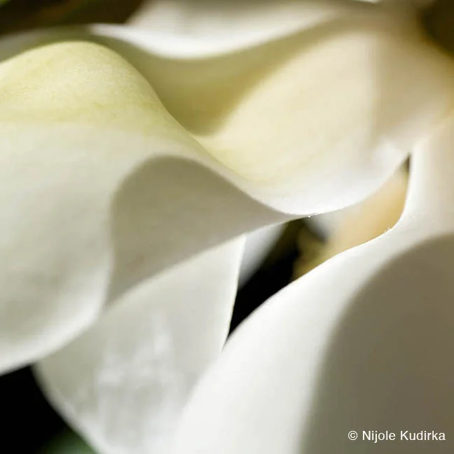 "Magnolia 2" by Nijole Kudirka