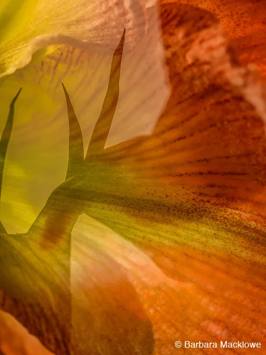 "Amaryllis I" by Barbara Macklowe