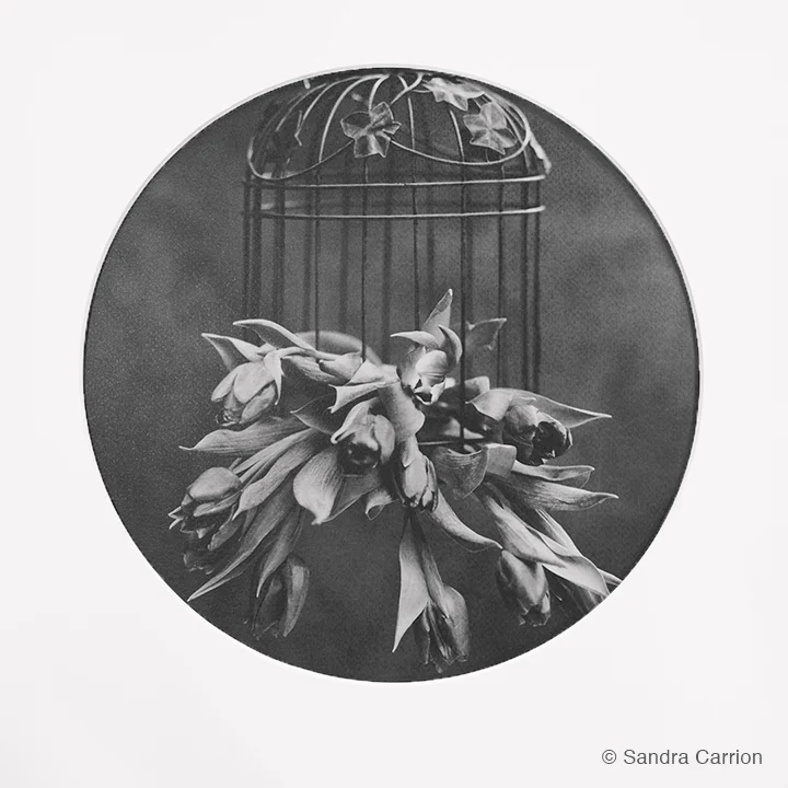 "Tulips in Cage" by Sandra Carrion