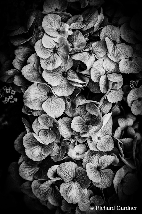 "Untitled 7 from A Note For Juliet" by Richard Gardner