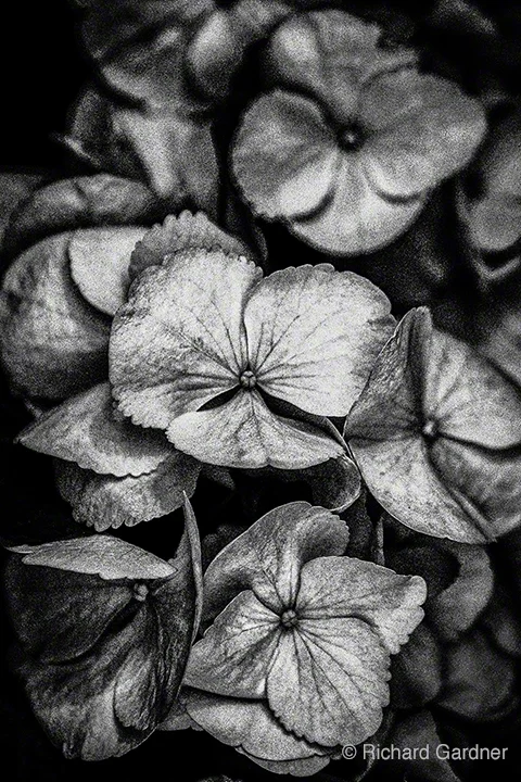 "Untitled 1 from A Note For Juliet" by Richard Gardner