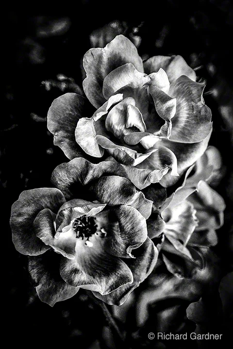 "Untitled 5 from A Note For Juliet" by Richard Gardner
