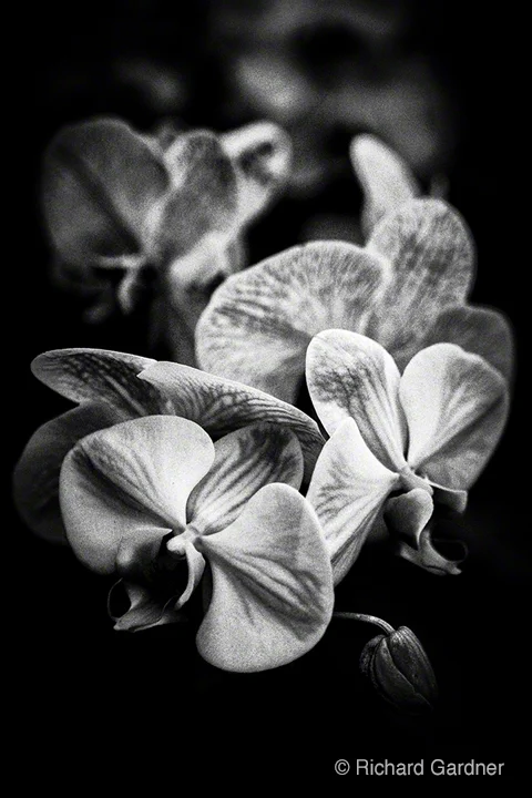 "Untitled 9 from A Note For Juliet" by Richard Gardner