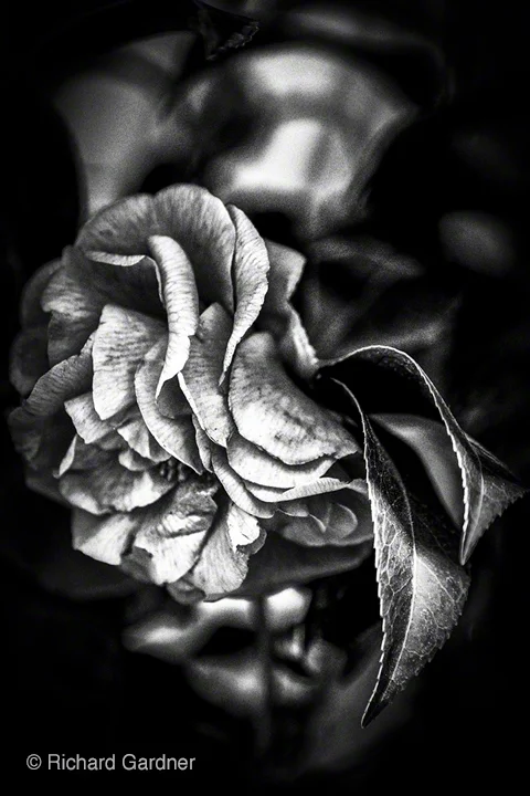 "Untitled 10 from A Note For Juliet" by Richard Gardner