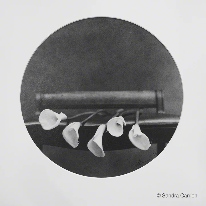 "Lily#7" by Sandra Carrion